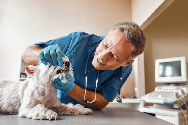 Best Weekend Emergency Dental Services in Seat Pleasant, MD
